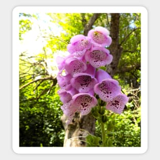 Pink Foxglove Sticker